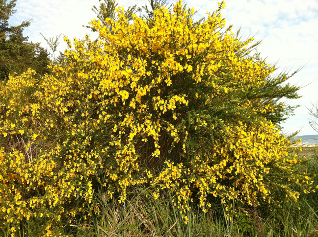 A June bloom of duck-bay broom